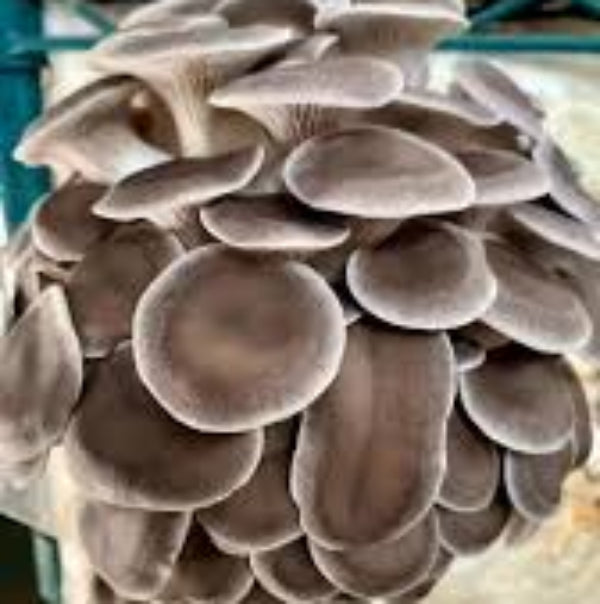 Gray Mushroom Seeds
