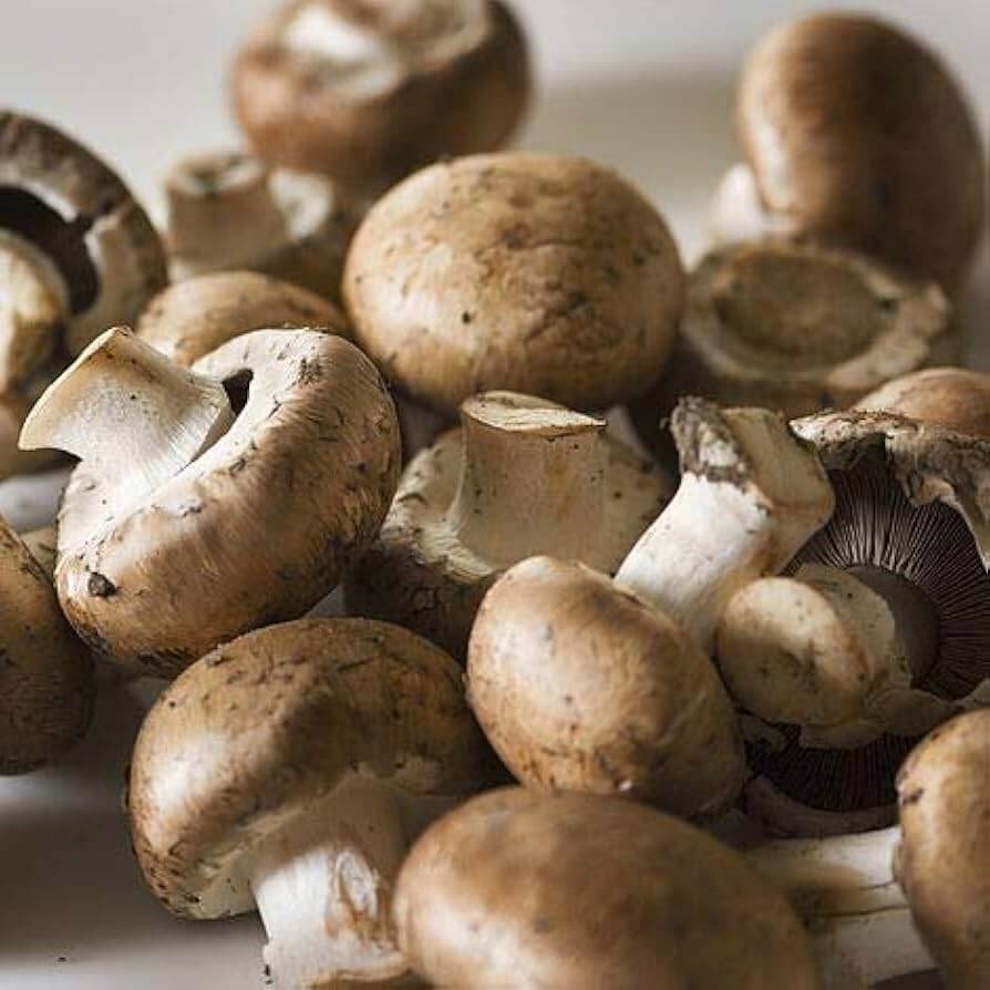 Light Brown Mushroom Seeds