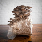 Light Gray Mushroom Seeds