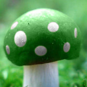 Light Green Mushroom Seeds