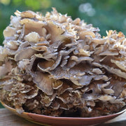 Maitake Mushroom Seeds