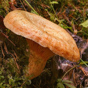 Milkcap Mushroom Seeds