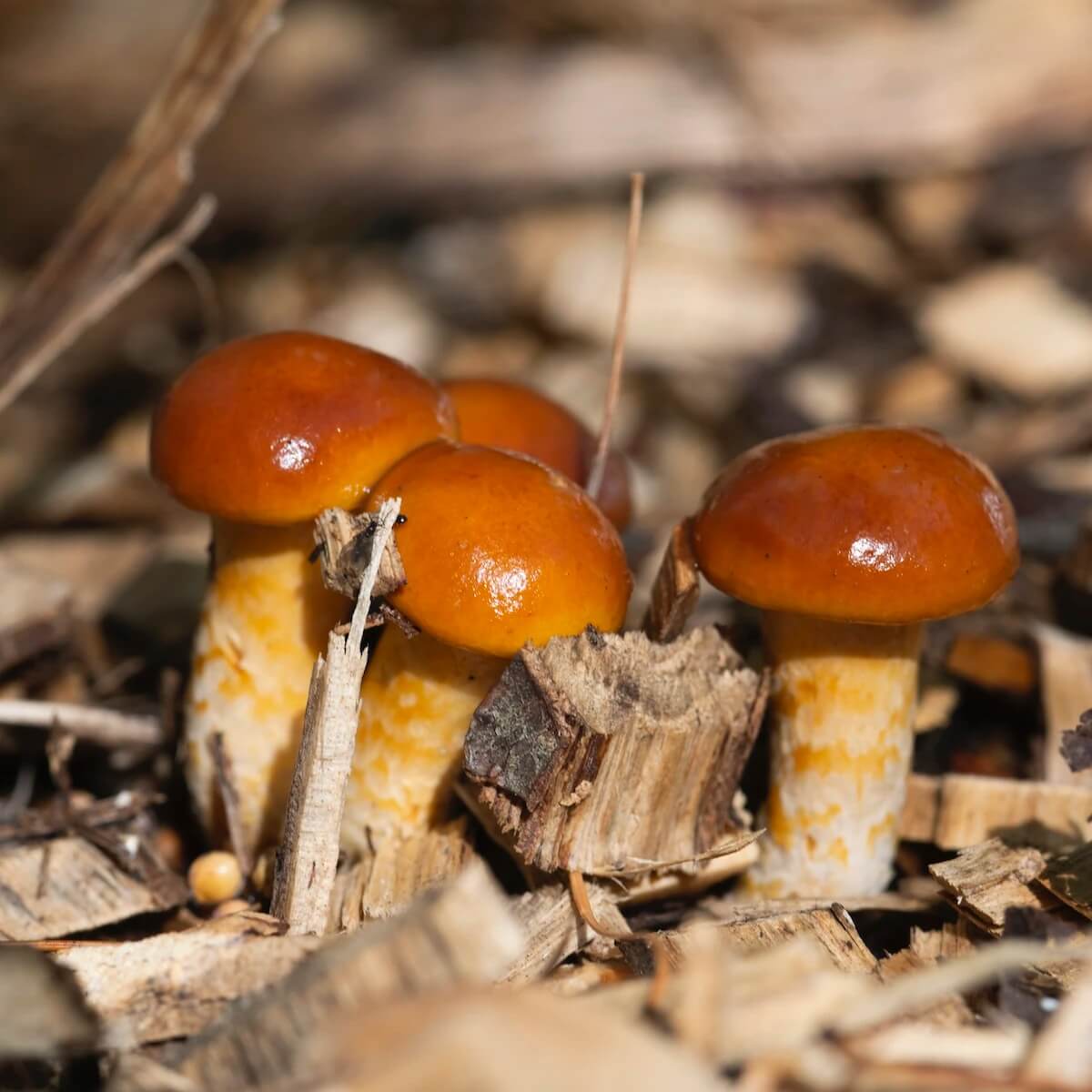 Nameko Mushroom Seeds
