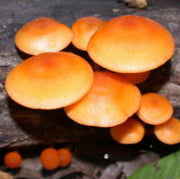 Orange Mushroom Seeds