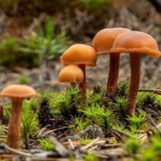 Orange & Brown Mushroom Seeds