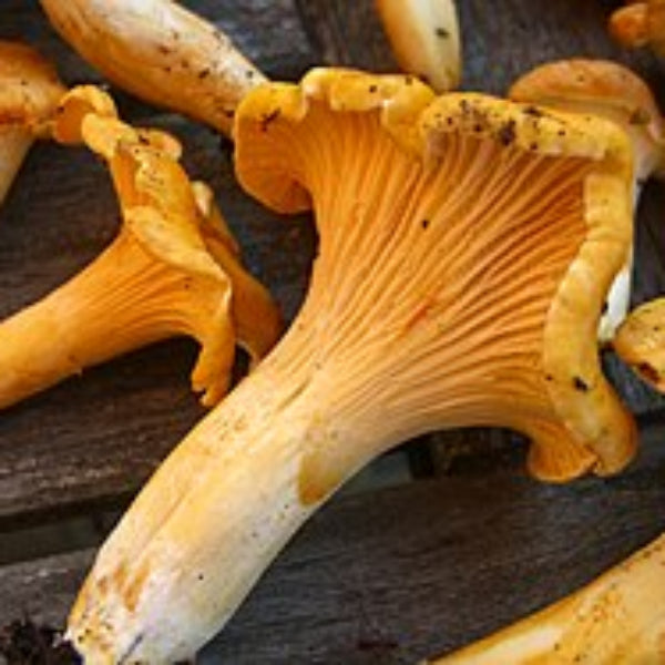 Orange & Yellow Mix Mushroom Seeds