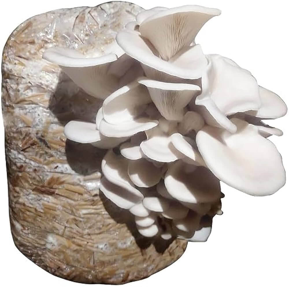 Pleurotus Mushroom Seeds