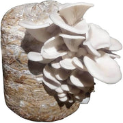 Pleurotus Mushroom Seeds