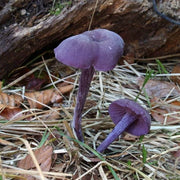 Purple Mushroom Seeds