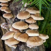 Shiitake Mushroom Seeds