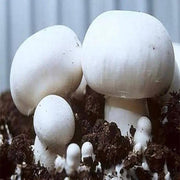 White Button Mushroom Seeds