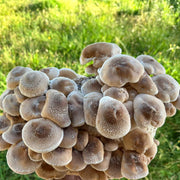 Shiitake Mushroom Seeds