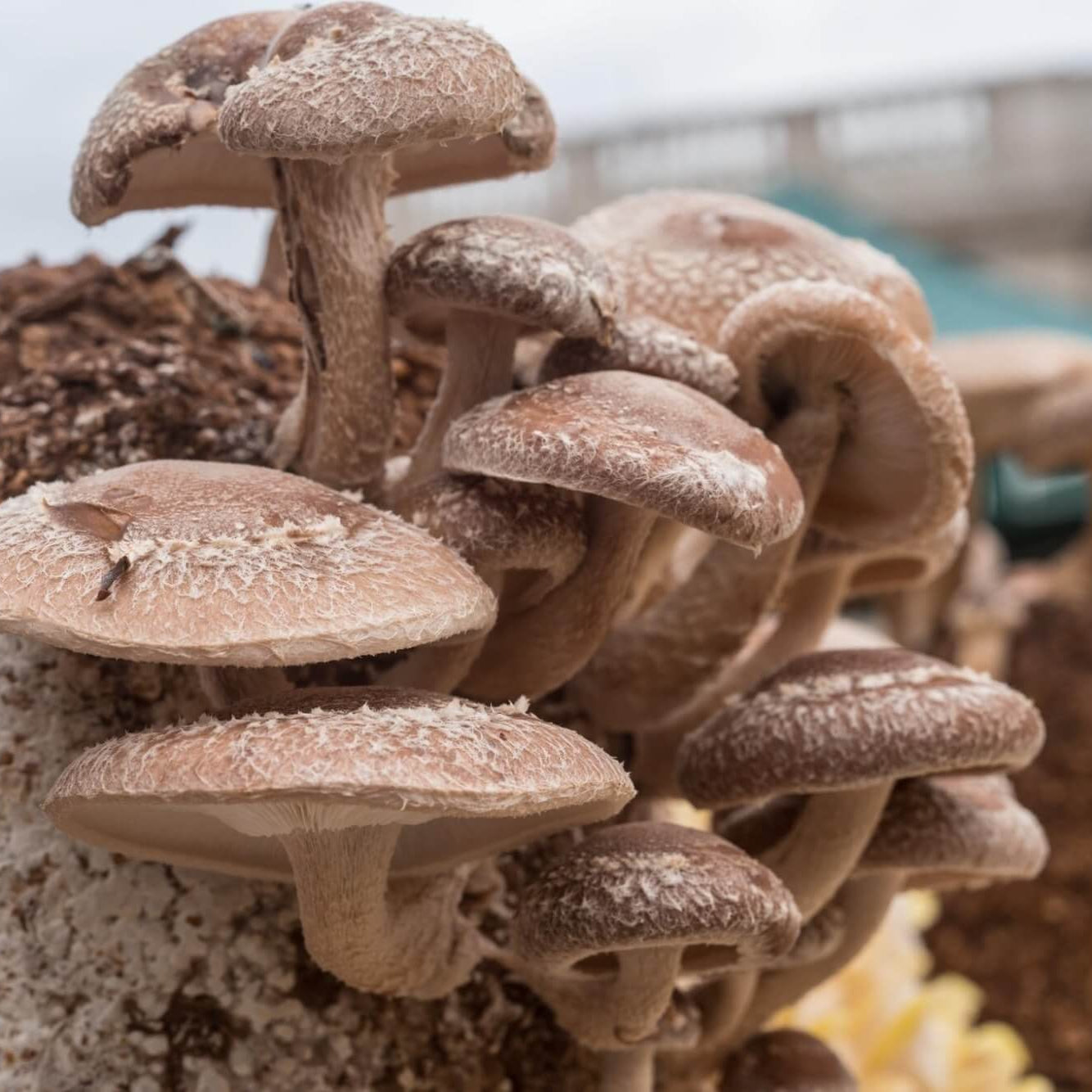 Shiitake Mushroom Seeds