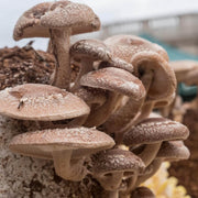 Shiitake Mushroom Seeds