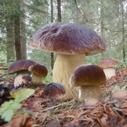 Mushroom Spawn Seeds