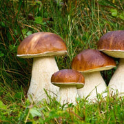 Mushroom Spawn Seeds