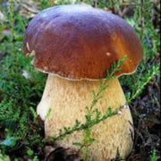 Mushroom Spawn Seeds