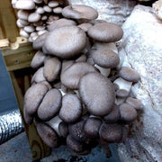 Black Mushroom Spawn Seeds