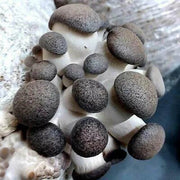 Black Mushroom Spawn Seeds