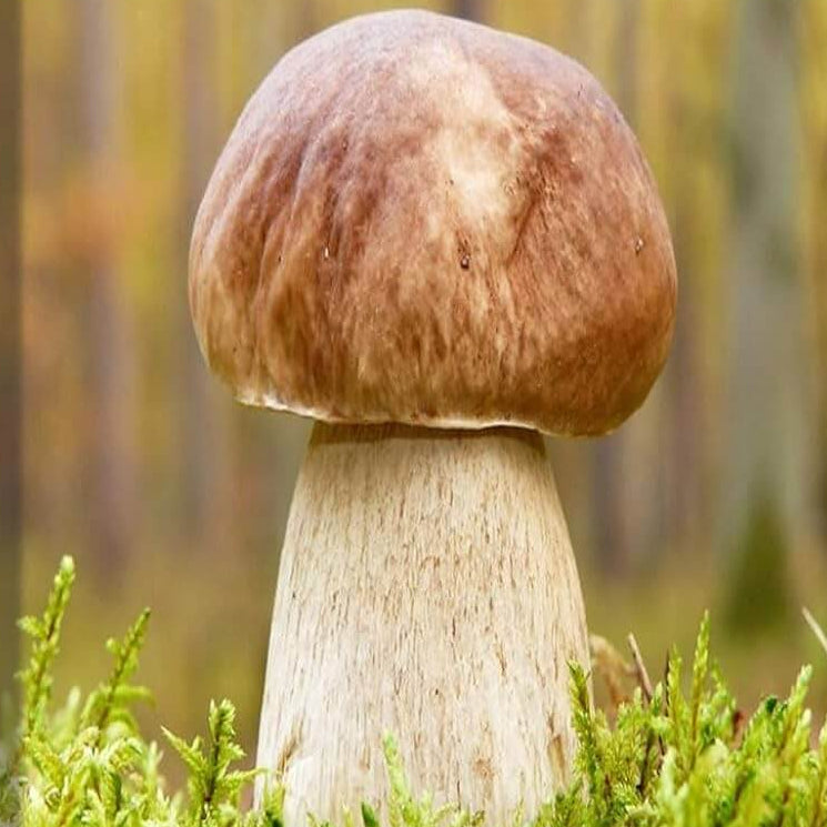 Bolete Mushroom Spawn Seeds