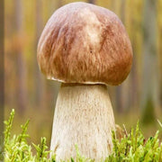 Bolete Mushroom Spawn Seeds