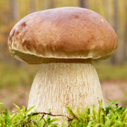 Bolete Mushroom Spawn Seeds