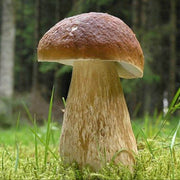 Bolete Mushroom Spawn Seeds