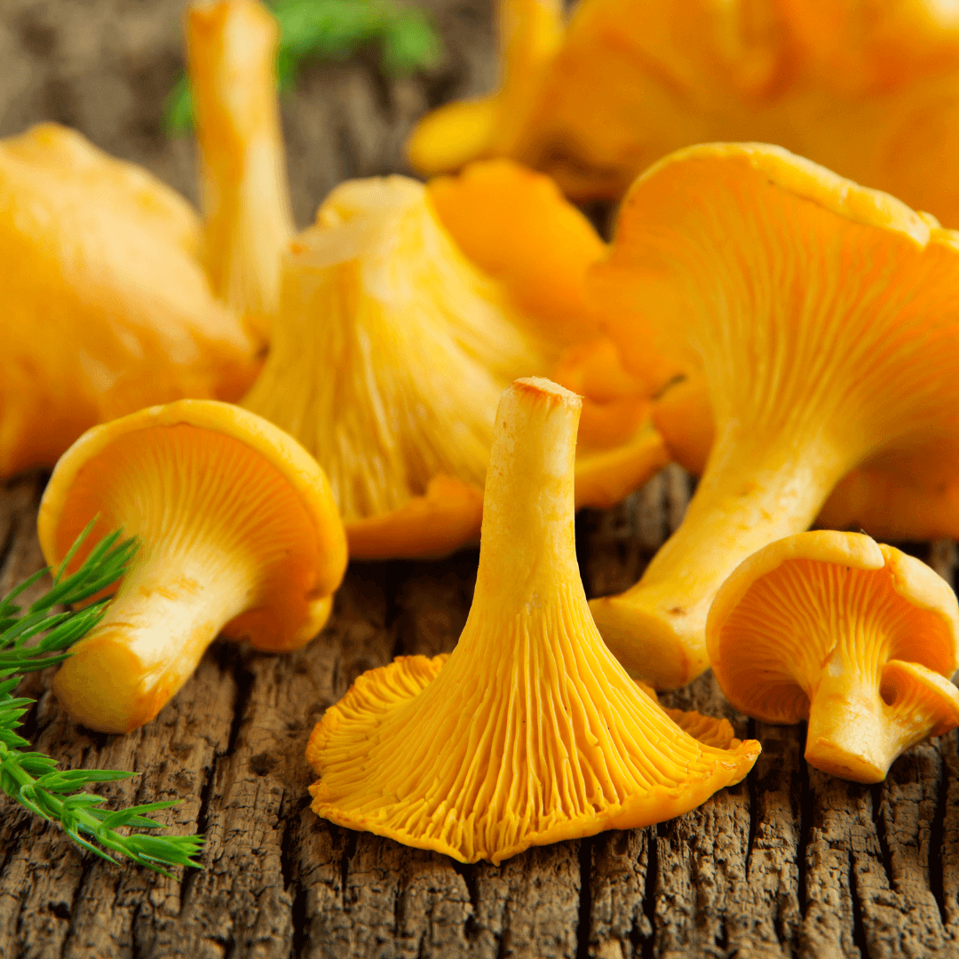 Chanterelle Mushroom Spawn Seeds