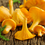 Chanterelle Mushroom Spawn Seeds