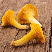 Chanterelle Mushroom Spawn Seeds