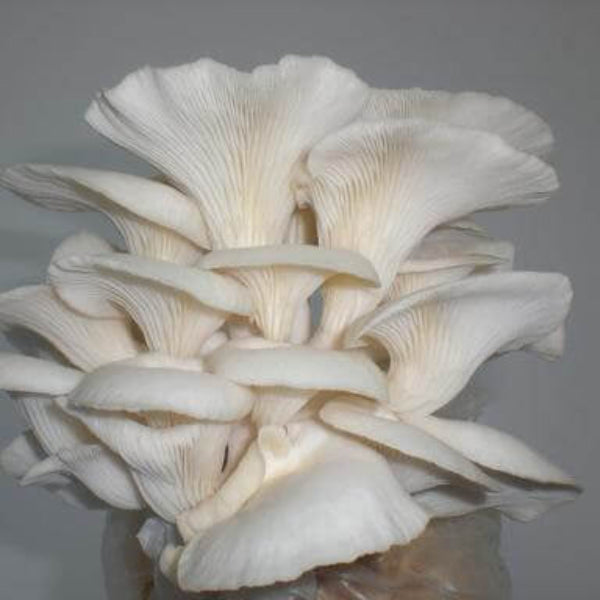 Corofitam Mushroom Spawn Seeds