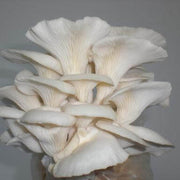 Corofitam Mushroom Spawn Seeds
