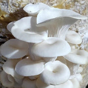 Corofitam Mushroom Spawn Seeds