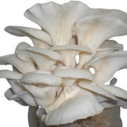 Corofitam Mushroom Spawn Seeds