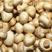Cream Mushroom Spawn Seeds