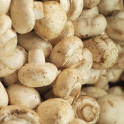 Cream Mushroom Spawn Seeds