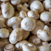 Cream Mushroom Spawn Seeds