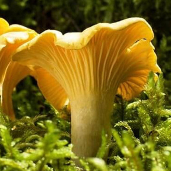 Girolle Mushroom Spawn Seeds