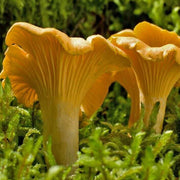 Girolle Mushroom Spawn Seeds