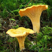 Girolle Mushroom Spawn Seeds