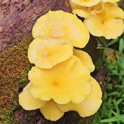 Light Yellow Mushroom Spawn Seeds
