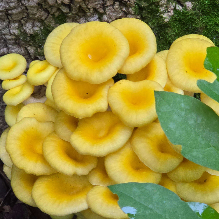 Light Yellow Mushroom Spawn Seeds