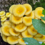 Light Yellow Mushroom Spawn Seeds