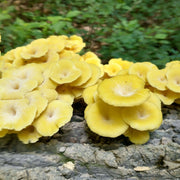 Light Yellow Mushroom Spawn Seeds