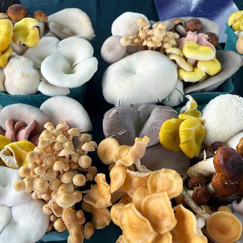 Mixed Mushroom Spawn Seeds
