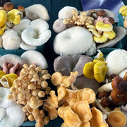 Mixed Mushroom Spawn Seeds