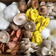 Mixed Mushroom Spawn Seeds