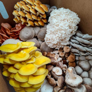 Mixed Mushroom Spawn Seeds