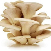 Oyster Mushroom Spawn Seeds