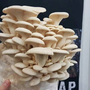 Oyster Mushroom Spawn Seeds